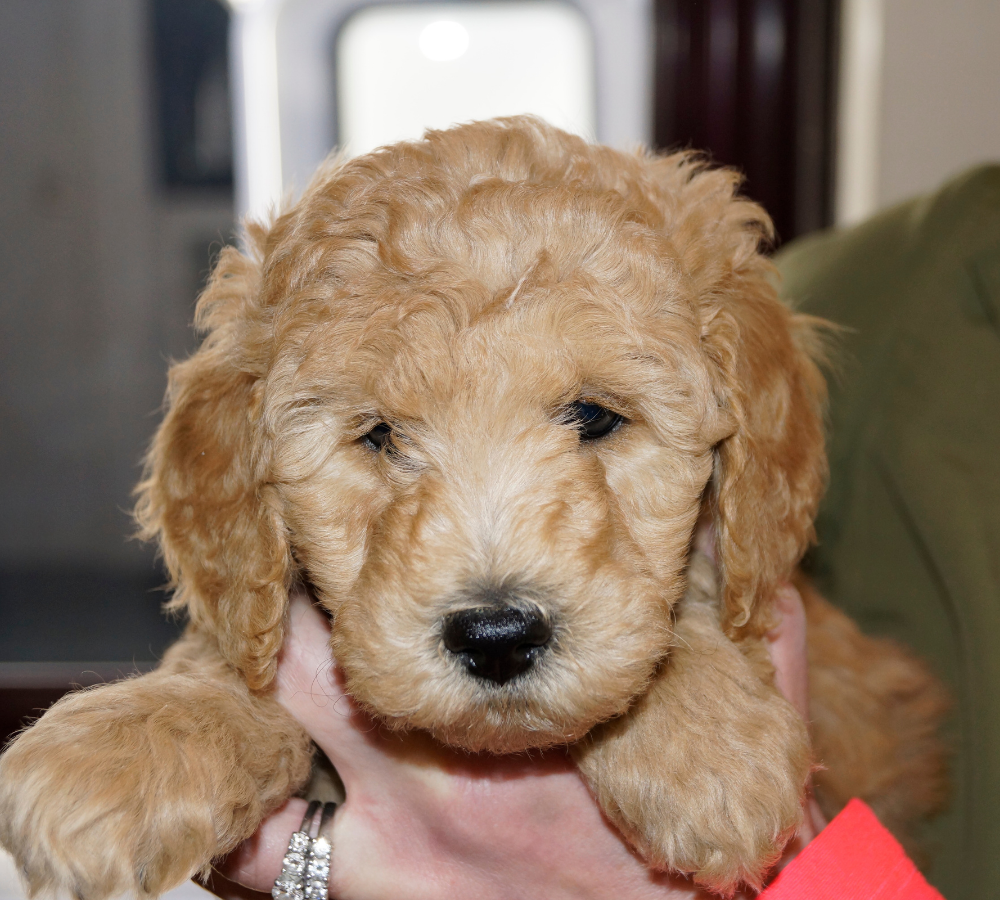 Mobile Vet Near Me Charlton Baystate Mobile Vet Services